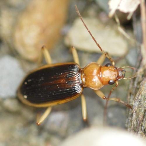 Nebria psammodes